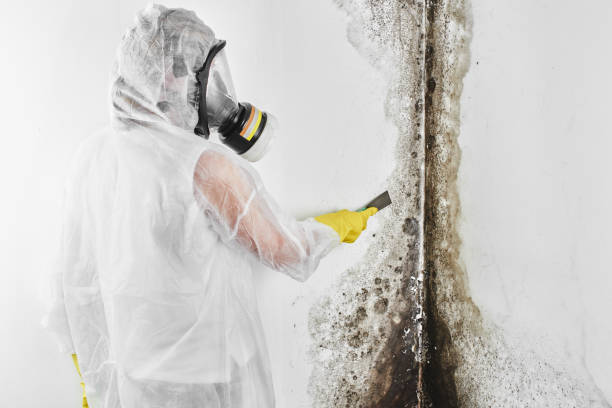 Best Mold Remediation Experts  in Thorp, WI