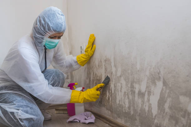 Crawl Space Mold Removal in Thorp, WI