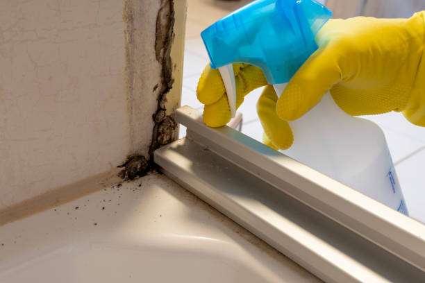 Best Certified Mold Removal  in Thorp, WI