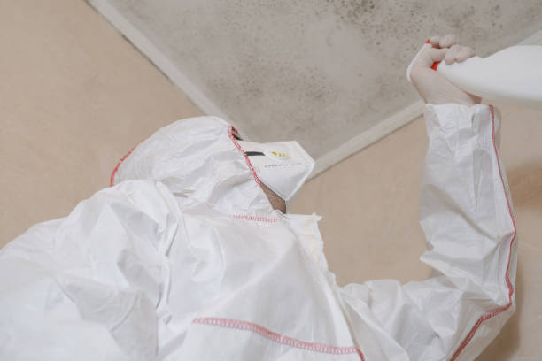 Best Commercial Mold Removal  in Thorp, WI