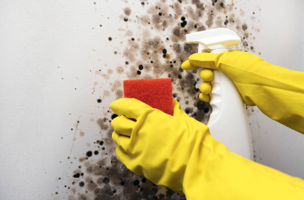 Best Crawl Space Mold Removal  in Thorp, WI