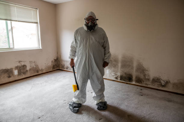 Mold Testing and Removal in Thorp, WI