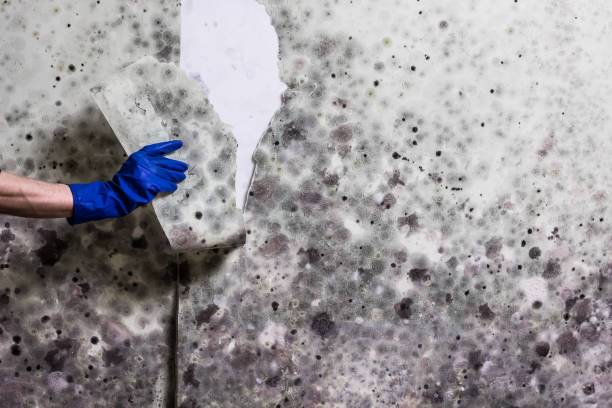 Best Same-Day Mold Removal  in Thorp, WI