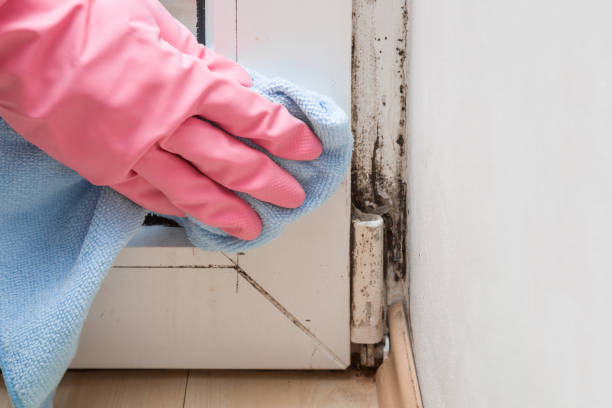 Best Mold Remediation Services  in Thorp, WI