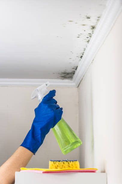 Best Professional Mold Removal  in Thorp, WI