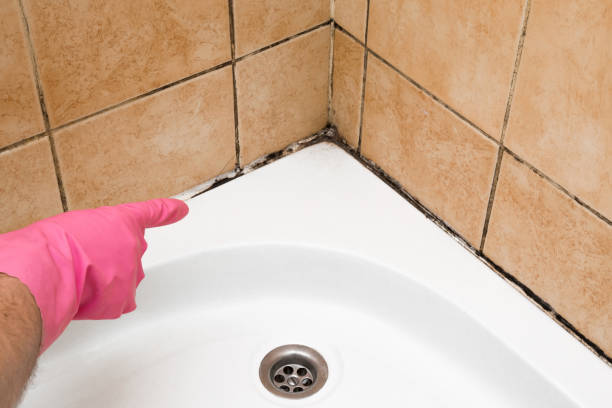 Best Emergency Mold Removal  in Thorp, WI